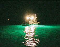 集魚灯で魚を集める灯船