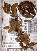 資料