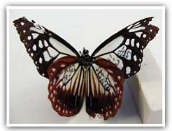 �A�T�M�}�_��