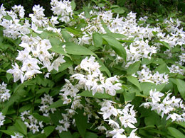 ユキノシタ科ウツギ