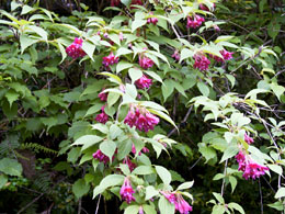 スイカズラ科ヤブウツギ